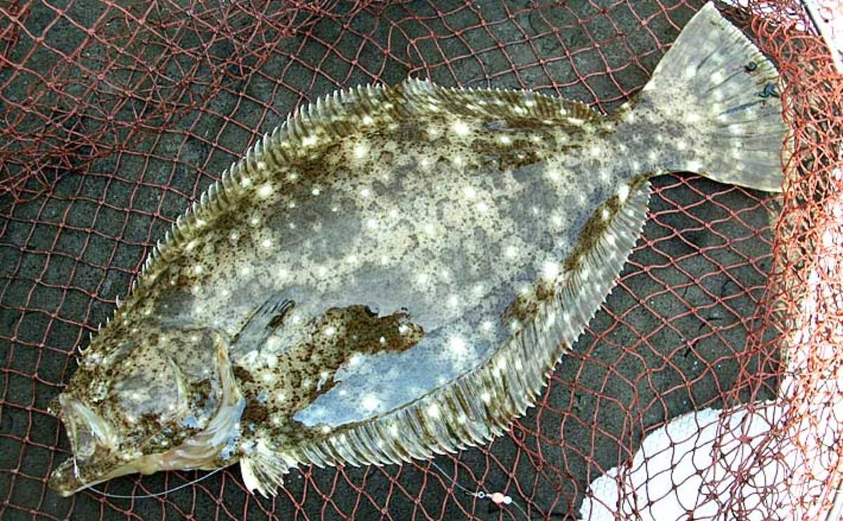 秋波止で高級魚ヒラメ マゴチ狙うなら ブッコミ飲ませ釣り で決まり 年11月1日 エキサイトニュース