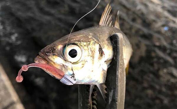 アジング ファン視点で見る アジ 釣った魚が美味しい理由とは 年11月2日 エキサイトニュース