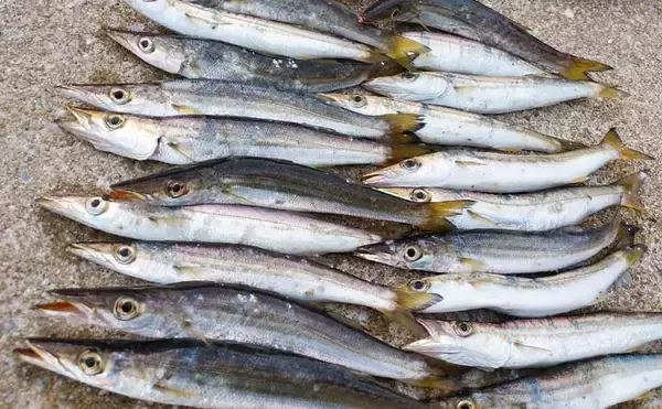 「波止カマスゲームで数釣り堪能　ジグ単＆小型ミノーで【福岡・志賀島】」の画像