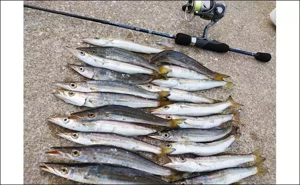 「波止カマスゲームで数釣り堪能　ジグ単＆小型ミノーで【福岡・志賀島】」の画像