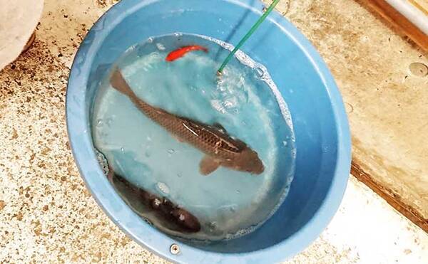 室内釣り堀でコイ 金魚釣り 小型魚の数釣りが上級者の証 長野 年11月5日 エキサイトニュース