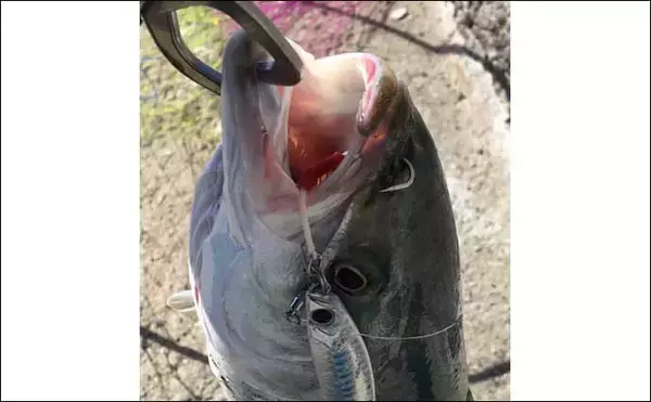 「激混みの堤防で青物祭りに参戦　ショアジギ初挑戦でハマチ手中【香川】」の画像