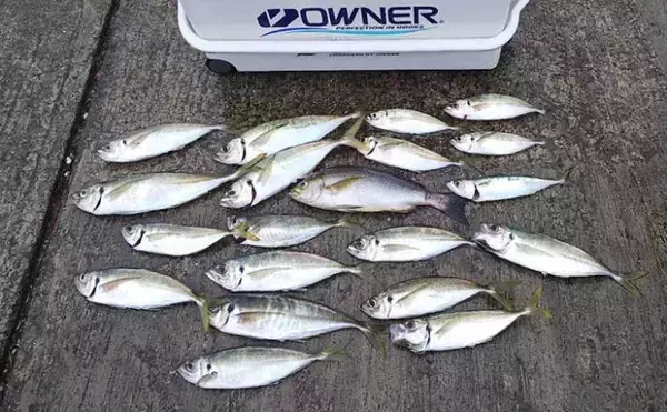 「「高道具」での五目釣りでマダイにマアジにイサギ【和歌山・藤原丸】」の画像