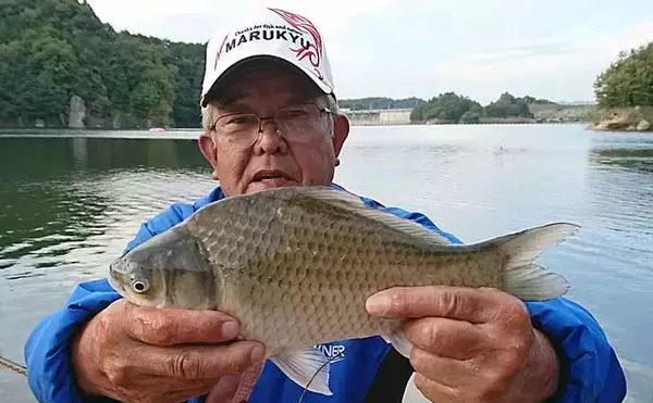 「ダム湖で秋のヘラブナ釣り満喫　もじりに合わせて30匹超手中【布目ダム】」の画像