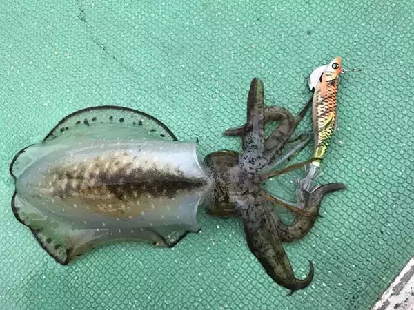 「西伊豆でティップラン＆ロックゲーム　本命アオリ含め五目達成【静岡】」の画像