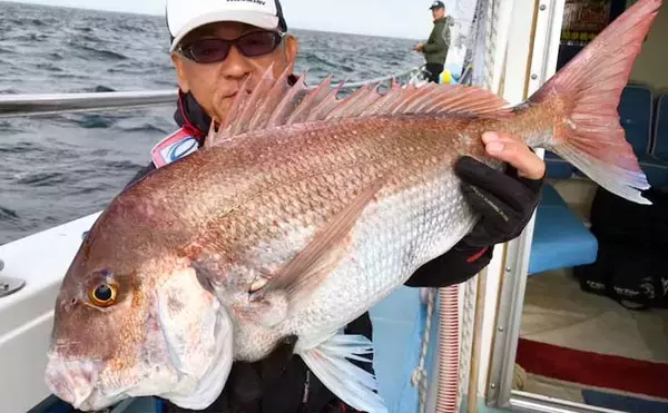 「【三重・愛知】沖のルアー釣り最新釣果　ジギングタチウオにエギング好調」の画像