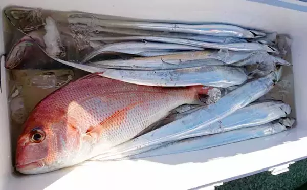 「【三重・愛知】沖のルアー釣り最新釣果　ジギングタチウオにエギング好調」の画像