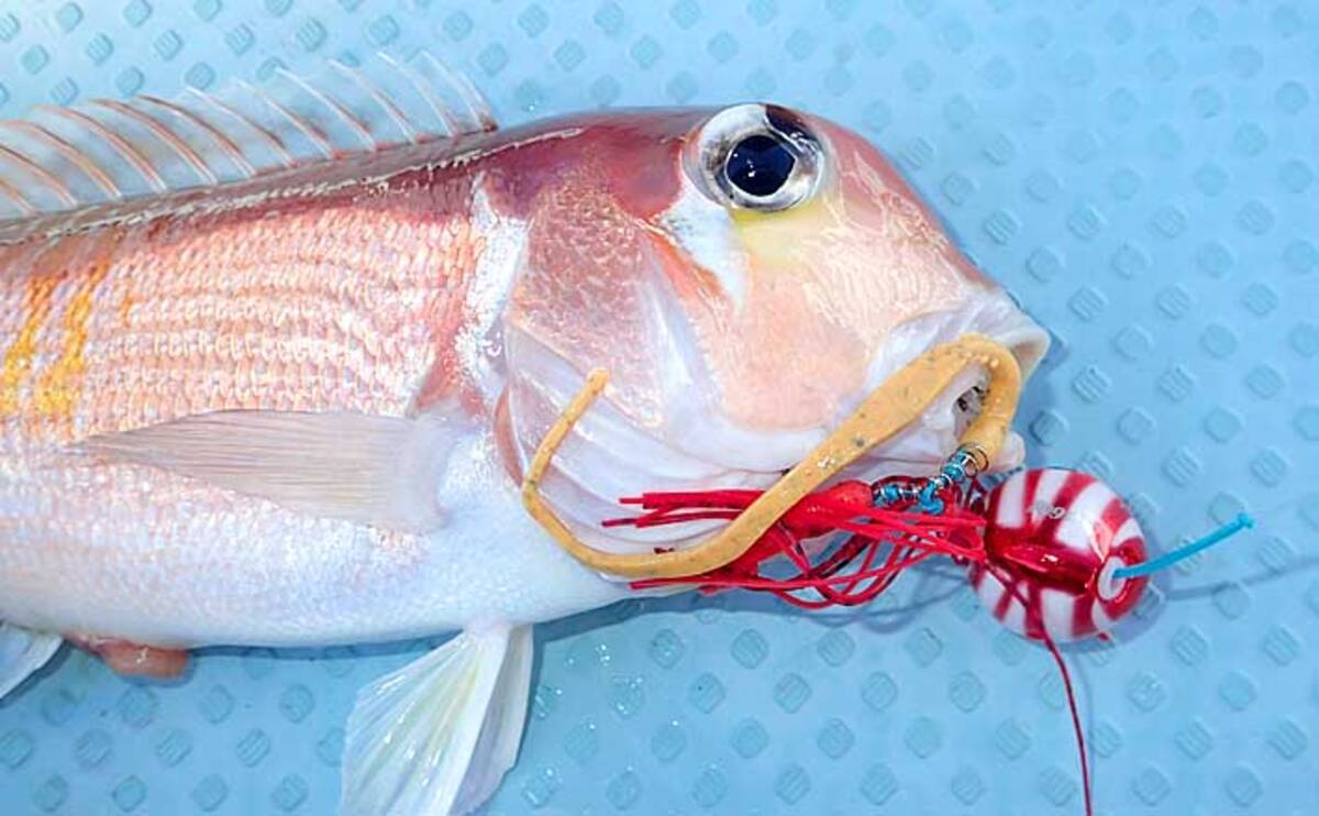 高級魚アマダイをタイラバで狙う アマラバ で好釣果 福井 美浜沖 年11月11日 エキサイトニュース 6 6