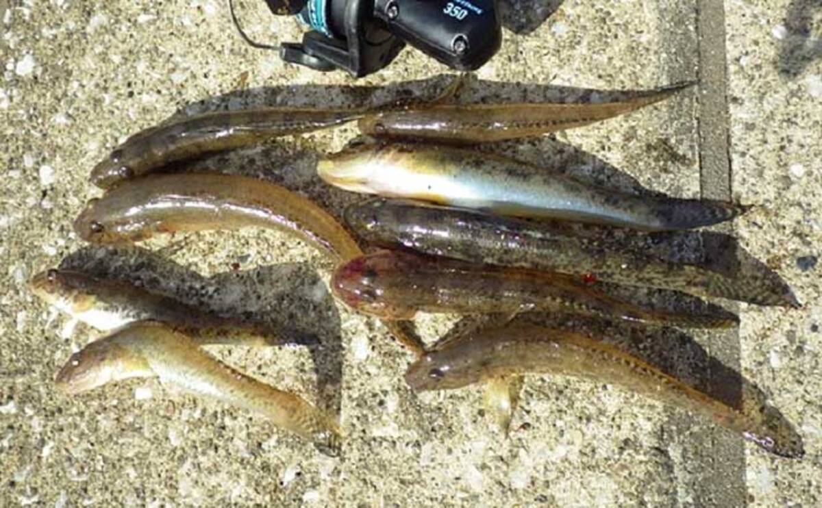 秋の良型 落ちハゼ 釣りでcmの特大サイズ手中 上総湊 湊川 年11月10日 エキサイトニュース