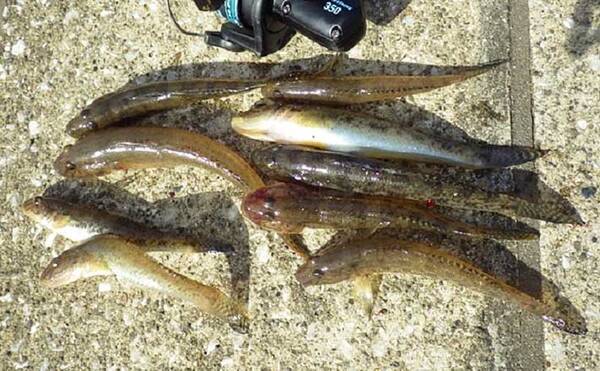 秋の良型 落ちハゼ 釣りでcmの特大サイズ手中 上総湊 湊川 年11月10日 エキサイトニュース 秋の良型 落ちハゼ 釣りでcmの特大サイズ手中 上総湊 湊川 年11月10日 エキサイトニュース