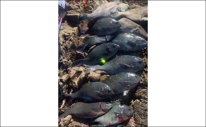 秋の磯フカセ釣りでグレ10匹手中　むき身エサに好反応【愛媛・矢が浜】