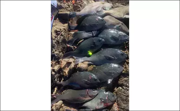 「秋の磯フカセ釣りでグレ10匹手中　むき身エサに好反応【愛媛・矢が浜】」の画像