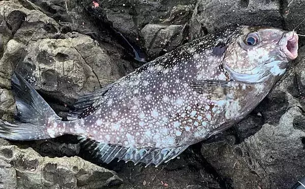 「秋の磯フカセ釣りでグレ10匹手中　むき身エサに好反応【愛媛・矢が浜】」の画像