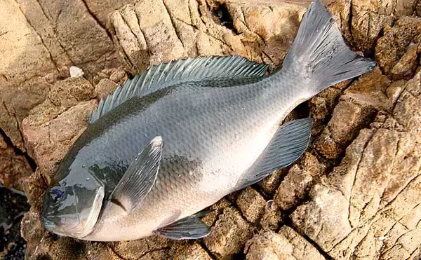 秋の磯フカセ釣りでグレ10匹手中　むき身エサに好反応【愛媛・矢が浜】