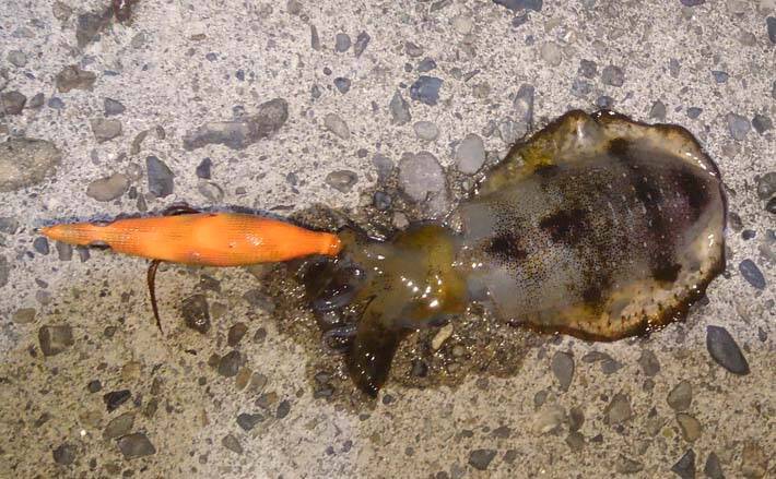 エギング 青物プラッキングのリレー釣行で両本命ゲット 熊本 天草 年11月5日 エキサイトニュース エギング 青物プラッキングのリレー釣行で両本命ゲット 熊本 天草 年11月5日 エキサイトニュース