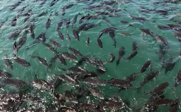 「『深海養殖マダイ』は天然モノより美味しい？　養殖＝マズイは過去の話」の画像