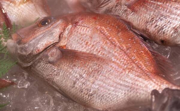 深海養殖マダイ は天然モノより美味しい 養殖 マズイは過去の話 年11月7日 エキサイトニュース 深海養殖マダイ は天然モノより美味しい 養殖 マズイは過去の話 年11月7日 エキサイトニュース