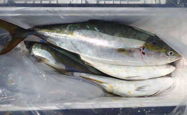 明石沖ジギングが タチパターン 突入 シルバーロングジグで青物連発 年11月13日 エキサイトニュース 明石沖ジギングが タチパターン 突入 シルバーロングジグで青物連発 年11月13日 エキサイトニュース