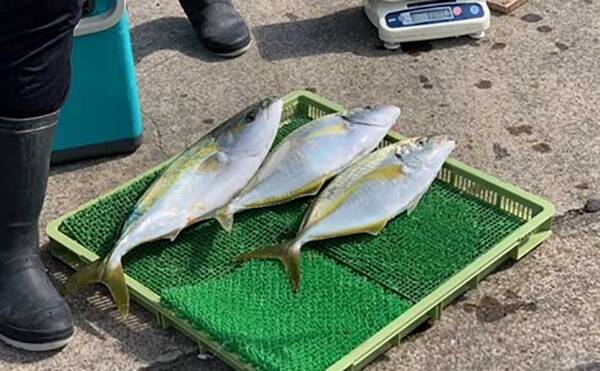 高級魚 シマアジ 狙いコマセ釣り ウィリーカラーがキモ 寿々木丸 年11月18日 エキサイトニュース 高級魚 シマアジ 狙いコマセ釣り ウィリーカラーがキモ 寿々木丸 年11月18日 エキサイトニュース