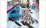 「【福岡】沖のエサ釣り最新釣果　『アラ』など良型の高級根魚目白押し」の画像13