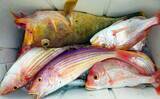 「【福岡】沖のエサ釣り最新釣果　『アラ』など良型の高級根魚目白押し」の画像15
