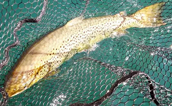 ボートフライ＆泳がせ釣りでトラウト『6目』キャッチ【神奈川・芦ノ湖】