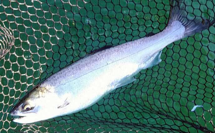 ボートフライ＆泳がせ釣りでトラウト『6目』キャッチ【神奈川・芦ノ湖】