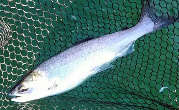 「ボートフライ＆泳がせ釣りでトラウト『6目』キャッチ【神奈川・芦ノ湖】」の画像