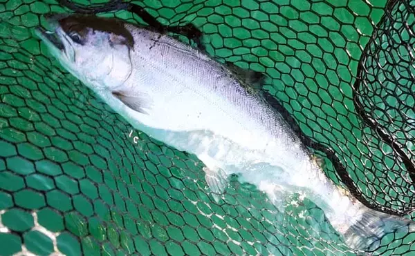 「ボートフライ＆泳がせ釣りでトラウト『6目』キャッチ【神奈川・芦ノ湖】」の画像