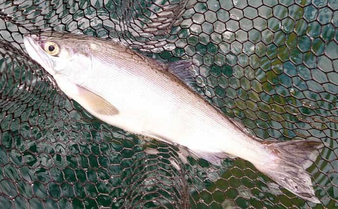 ボートフライ＆泳がせ釣りでトラウト『6目』キャッチ【神奈川・芦ノ湖】