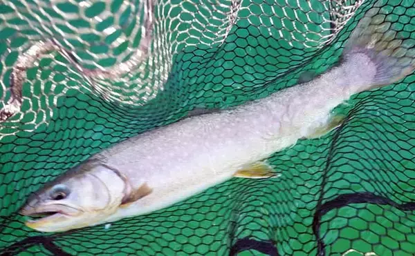 「ボートフライ＆泳がせ釣りでトラウト『6目』キャッチ【神奈川・芦ノ湖】」の画像