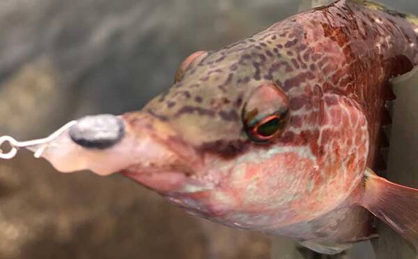 アジングのお供に楽しい ゲソング フグ対策にはスナップを 泉南 年11月18日 エキサイトニュース