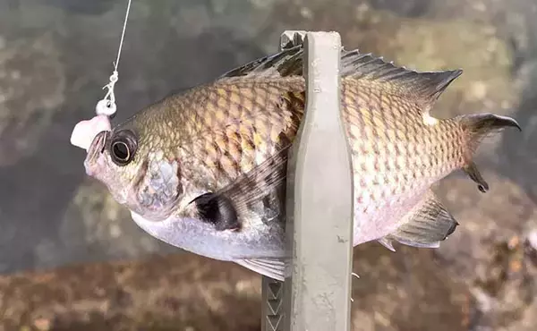 「アジングのお供に楽しい『ゲソング』　フグ対策にはスナップを【泉南】」の画像