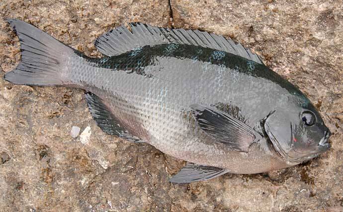 【和歌山2020冬】磯グレ好釣り場紹介：超人気『大引』の魅力を解説