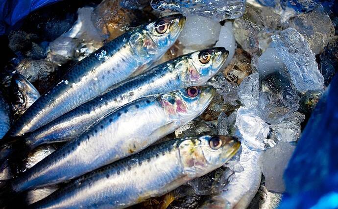 7 10月の全国サンマ漁獲量は過去最低に 背景にある 魚種交替 とは 年11月15日 エキサイトニュース 2 2