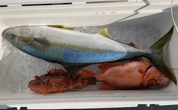 輪島沖ジギングで6 8kgヒラマサ 速巻きからのステイに好反応 諏訪丸 年11月24日 エキサイトニュース