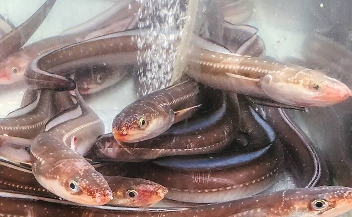 魚介で地域活性化 アナゴのしゃぶしゃぶ は食感抜群 岡山 備前 年11月22日 エキサイトニュース