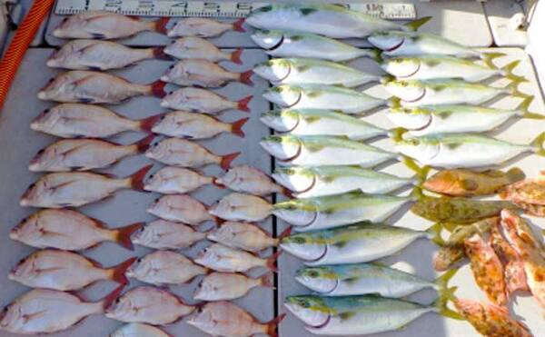 愛知 沖のエサ釣り最新釣果 カカリ釣りでマダイ 青物が爆釣 年11月18日 エキサイトニュース