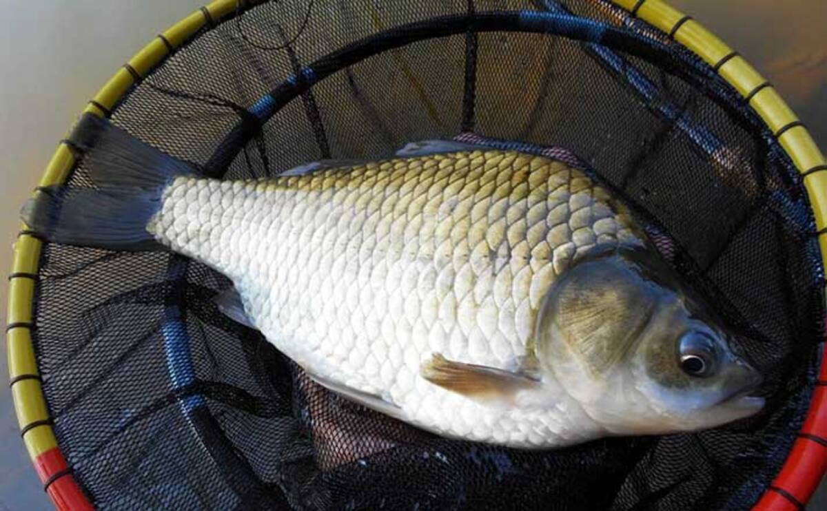 ヘラブナ は フナ と違う 原種 ゲンゴロウブナ は絶滅の危機 年11月29日 エキサイトニュース