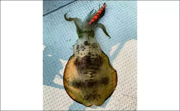 「遊漁船船長が解説：ティップランエギング　速い「潮流」への対策法4選」の画像