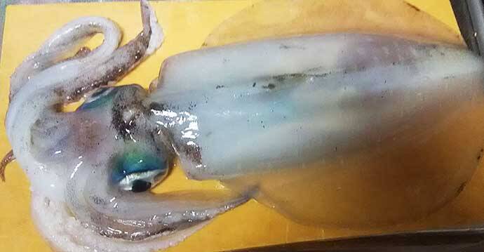 ご当地釣法紹介：「投光器」使った岸壁での『垂らし釣り』【清水港】