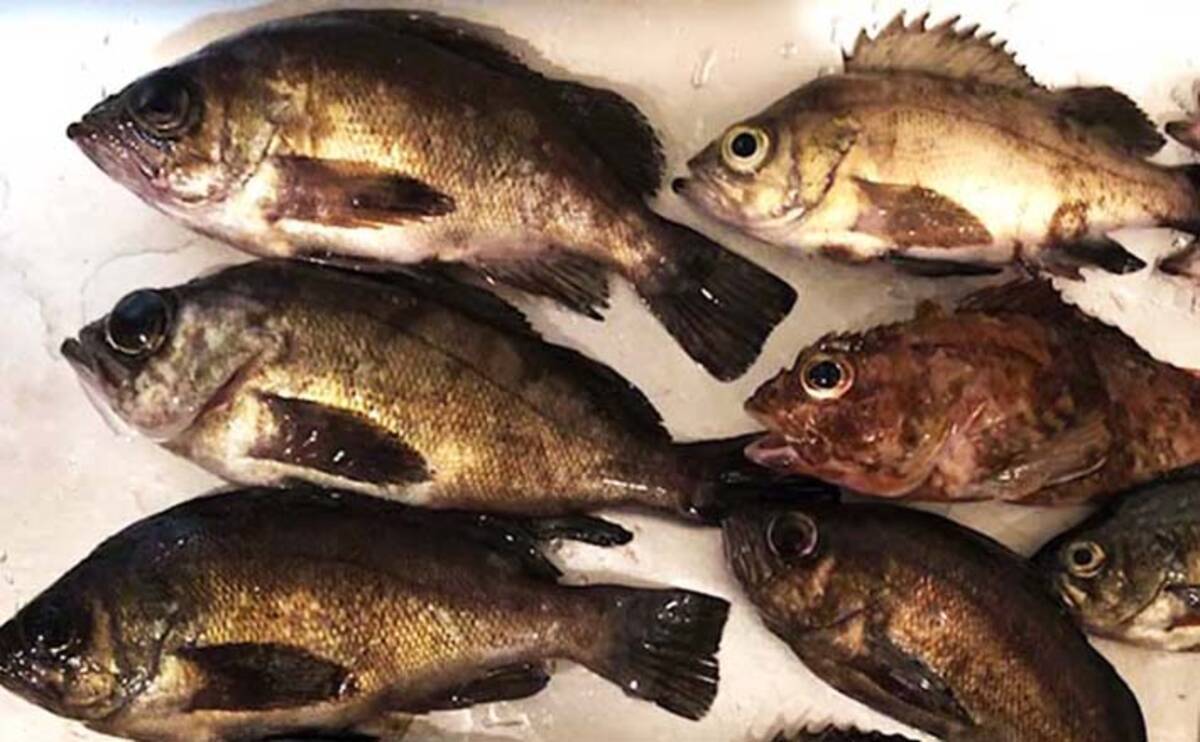 メバリング ステップアップ解説 止め で釣る レンジキープ釣法 年12月1日 エキサイトニュース