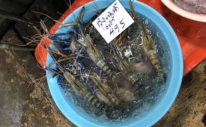テナガエビ養殖での量産に「世界初」成功　来春以降の販売に期待