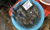 「テナガエビ養殖での量産に「世界初」成功　来春以降の販売に期待」の画像2