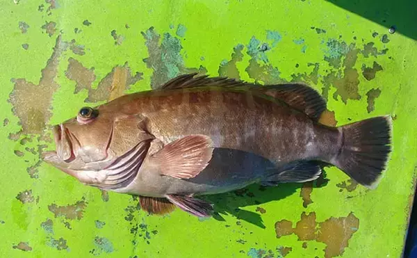 「幻の高級魚」マハタの出荷が最盛期　気軽に食べられる養殖モノも美味