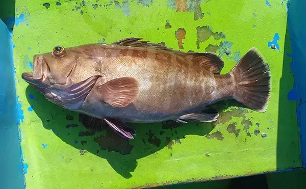「「幻の高級魚」マハタの出荷が最盛期　気軽に食べられる養殖モノも美味」の画像
