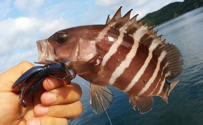 「幻の高級魚」マハタの出荷が最盛期　気軽に食べられる養殖モノも美味