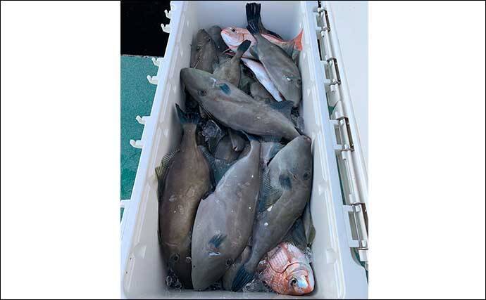 ウマヅラハギ釣りでトップ70匹超 釣趣 食味を満喫 広島 ことぶき 年12月3日 エキサイトニュース 3 3