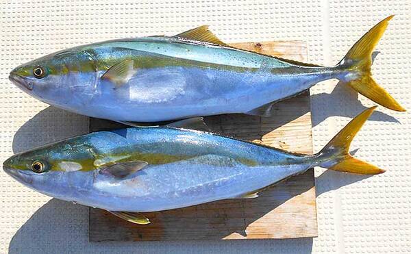 スーパーで買ったイカで ブリ を狙う 75cm頭に2尾手中 明石沖 年11月27日 エキサイトニュース