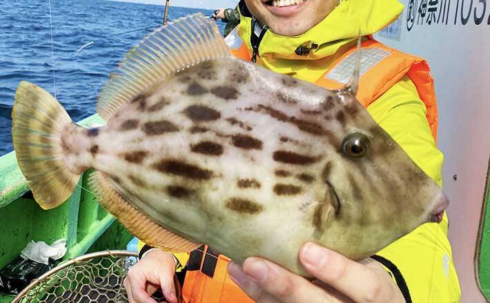 東京湾 船カワハギ 釣りで30cm級連発 大型狙いの好機 弁天屋 年12月1日 エキサイトニュース